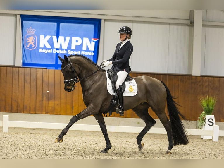 KWPN Giumenta 7 Anni 171 cm Baio scuro in Aalsmeer