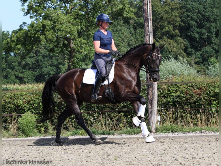 KWPN Giumenta 7 Anni 171 cm Morello in Raalte