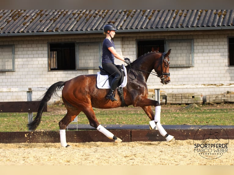 KWPN Giumenta 7 Anni 172 cm Baio in Rotenburg (Wümme)