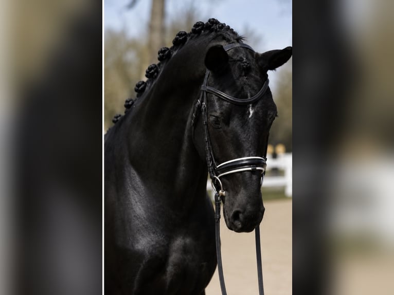 KWPN Giumenta 7 Anni 172 cm Baio nero in Seefeld