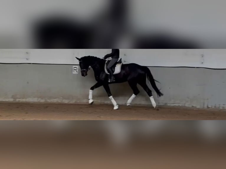 KWPN Giumenta 7 Anni 172 cm Baio nero in Seefeld