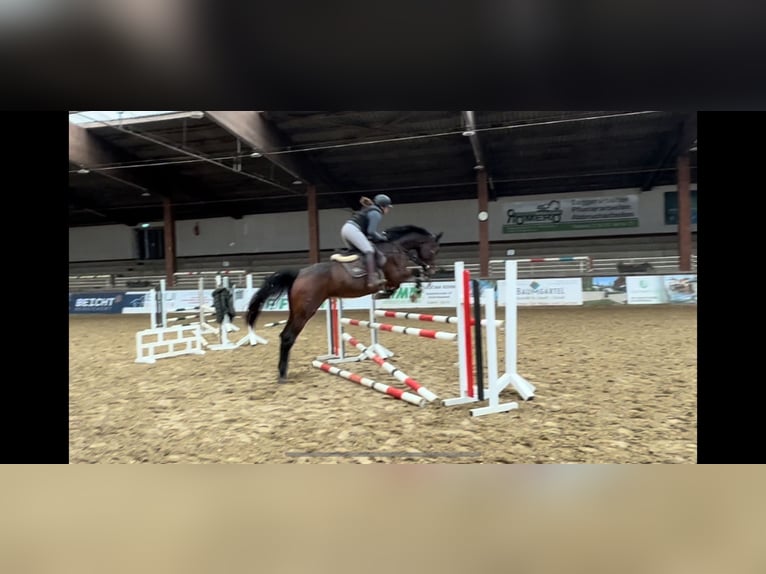 KWPN Giumenta 7 Anni 172 cm Baio scuro in Neuwied