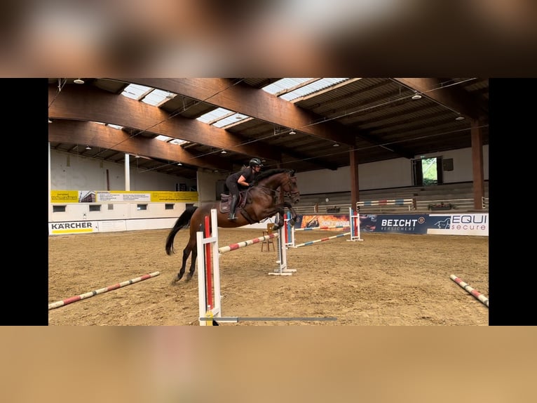 KWPN Giumenta 7 Anni 172 cm Baio scuro in Neuwied