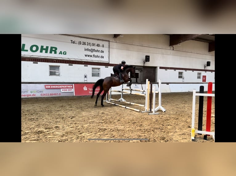 KWPN Giumenta 7 Anni 172 cm Baio scuro in Neuwied