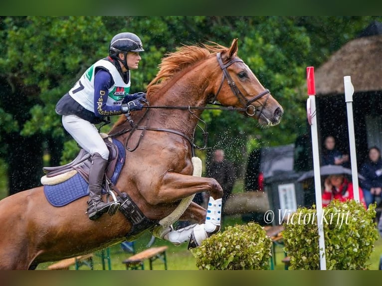 KWPN Giumenta 7 Anni 172 cm Sauro in Nijkerk
