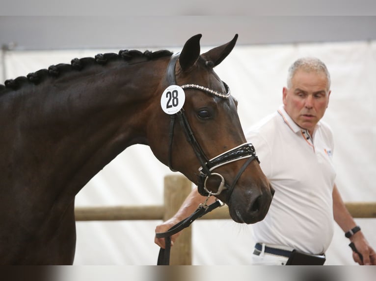 KWPN Giumenta 7 Anni 173 cm Baio scuro in Groningen