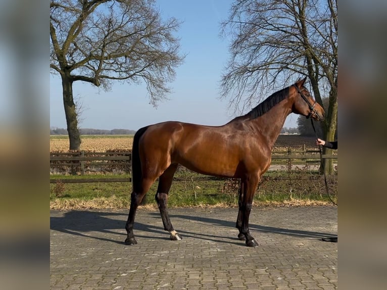 KWPN Giumenta 7 Anni 174 cm Baio in De Heurne