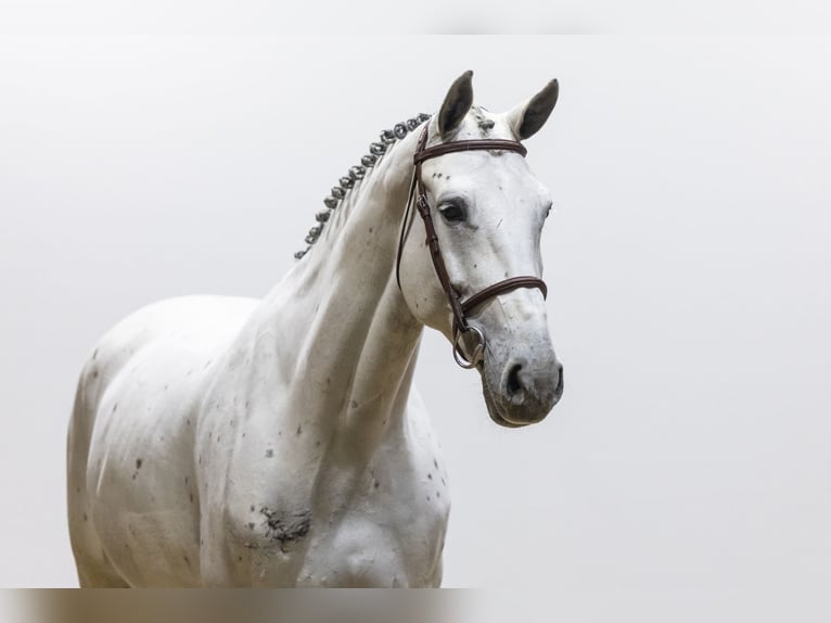 KWPN Giumenta 7 Anni 174 cm  in Waddinxveen