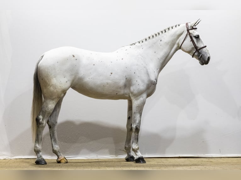 KWPN Giumenta 7 Anni 174 cm  in Waddinxveen