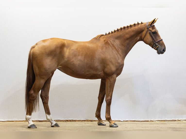 KWPN Giumenta 7 Anni 174 cm Sauro scuro in Waddinxveen