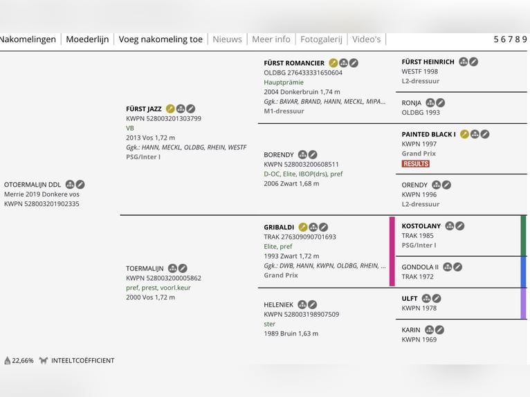KWPN Giumenta 7 Anni 178 cm Sauro in Heerle