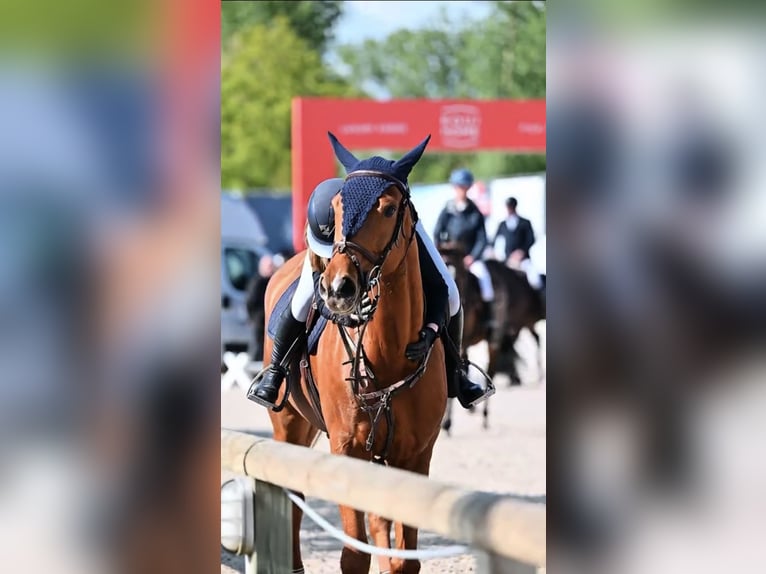 KWPN Mix Giumenta 7 Anni 179 cm Sauro in Wassenaar
