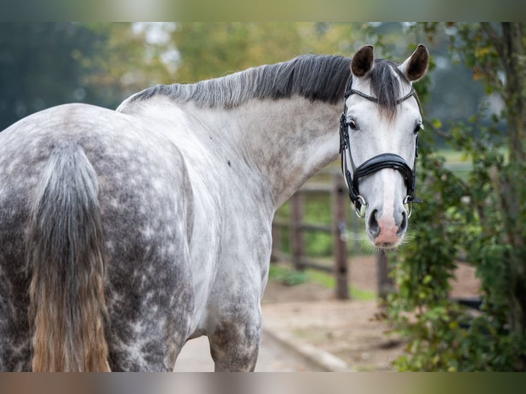 KWPN Giumenta 7 Anni Grigio in Ysselsteyn