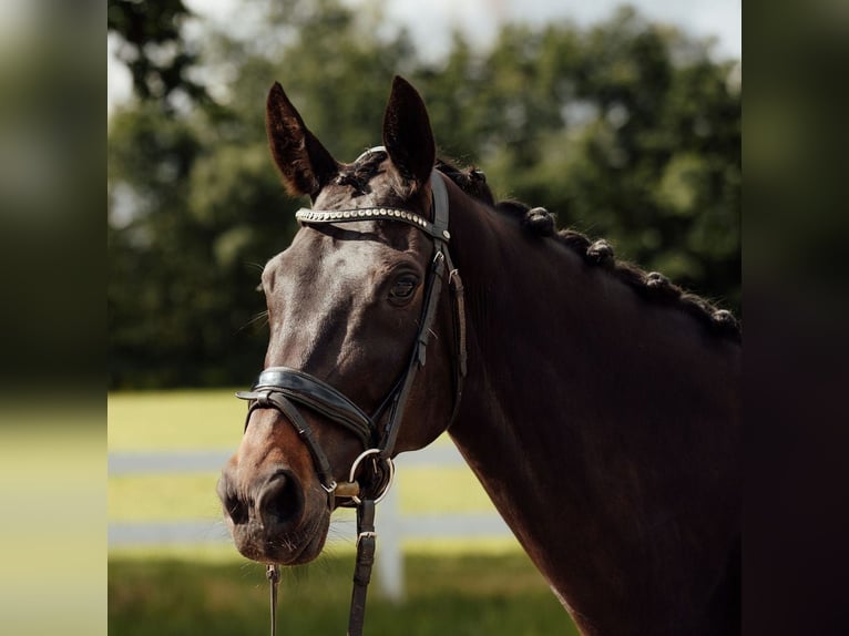 KWPN Giumenta 8 Anni 156 cm Baio nero in Oud Gastel