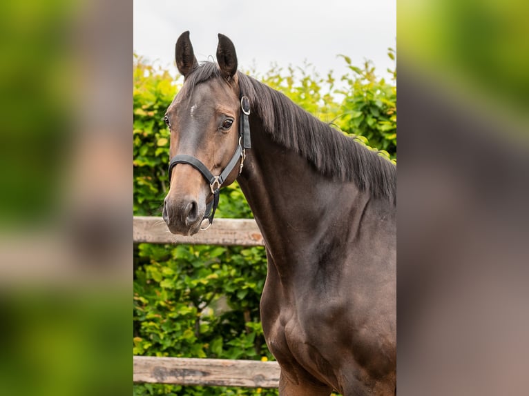 KWPN Giumenta 8 Anni 162 cm Baio in Löningen