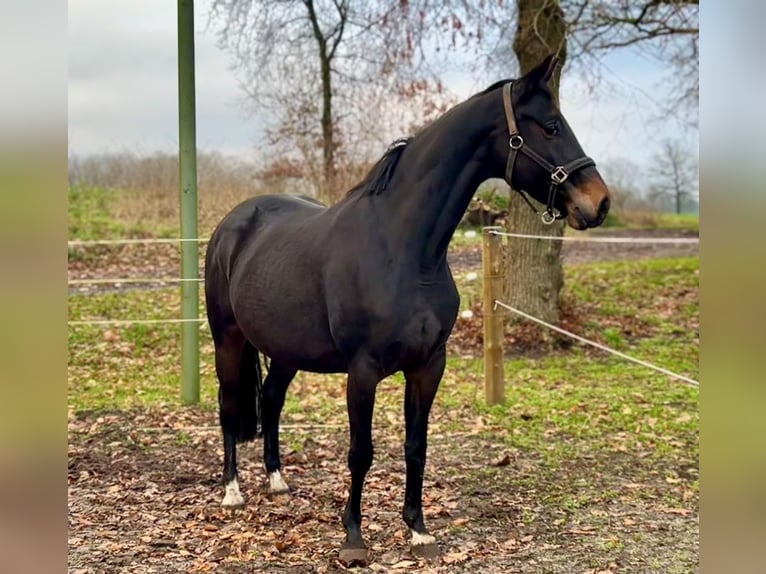 KWPN Giumenta 8 Anni 162 cm Baio in Löningen