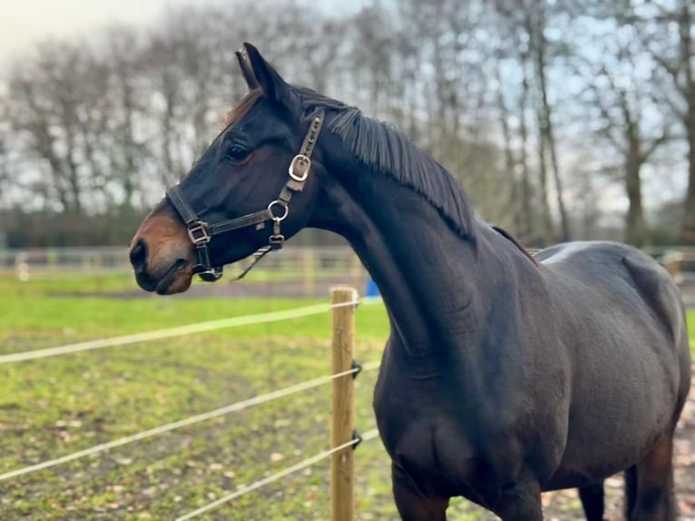 KWPN Giumenta 8 Anni 162 cm Baio in Löningen