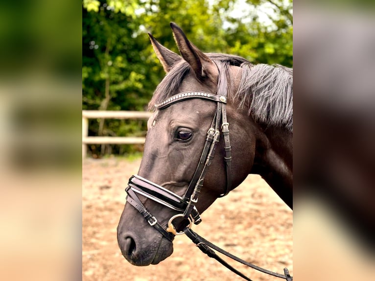 KWPN Giumenta 8 Anni 162 cm Baio nero in Bochum