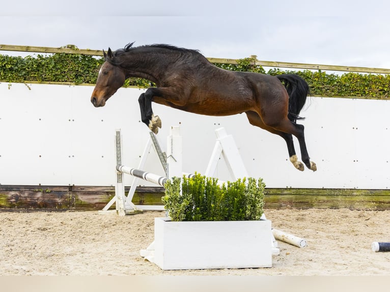 KWPN Giumenta 8 Anni 164 cm Baio in Waddinxveen