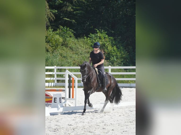 KWPN Giumenta 8 Anni 164 cm Morello in Nettersheim