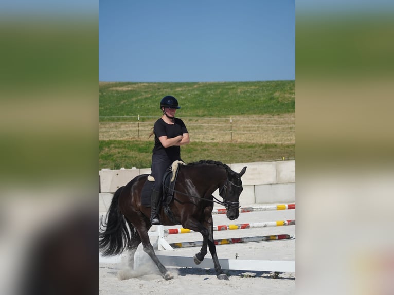 KWPN Giumenta 8 Anni 164 cm Morello in Nettersheim
