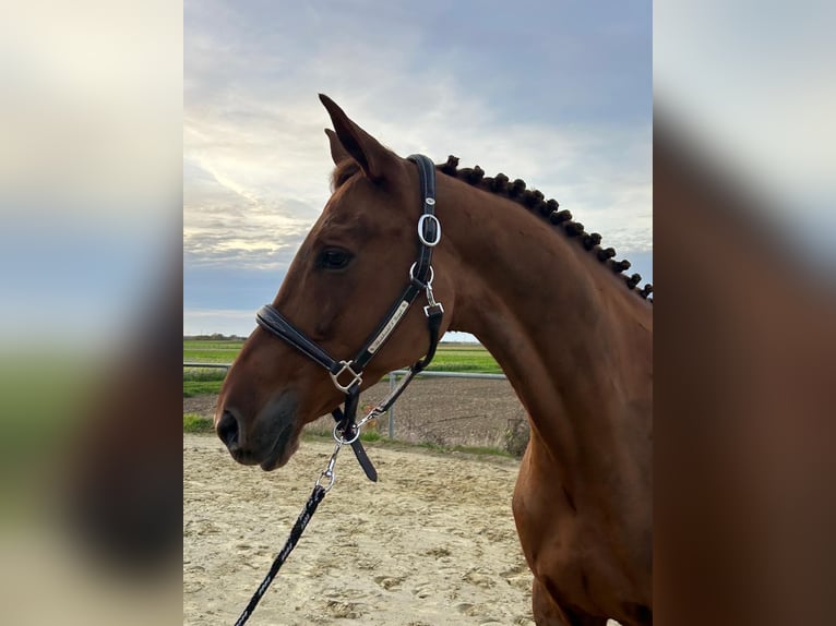 KWPN Giumenta 8 Anni 164 cm Sauro scuro in Geilenkirchen