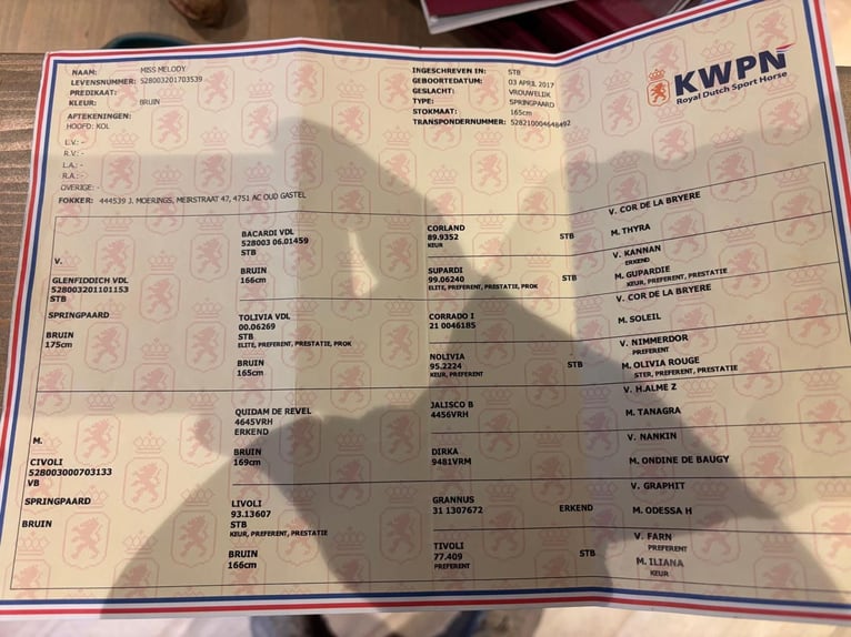 KWPN Giumenta 8 Anni 165 cm Baio in Mor