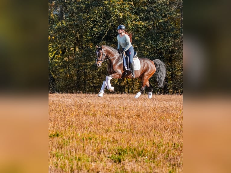 KWPN Giumenta 8 Anni 165 cm Baio scuro in Nettersheim