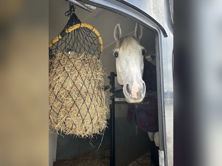 KWPN Mix Giumenta 8 Anni 165 cm Grigio trotinato in Slagelse