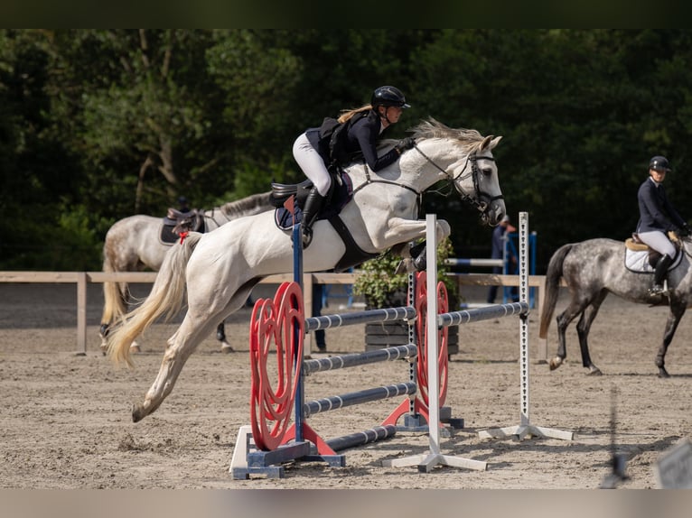 KWPN Mix Giumenta 8 Anni 165 cm Grigio trotinato in Slagelse