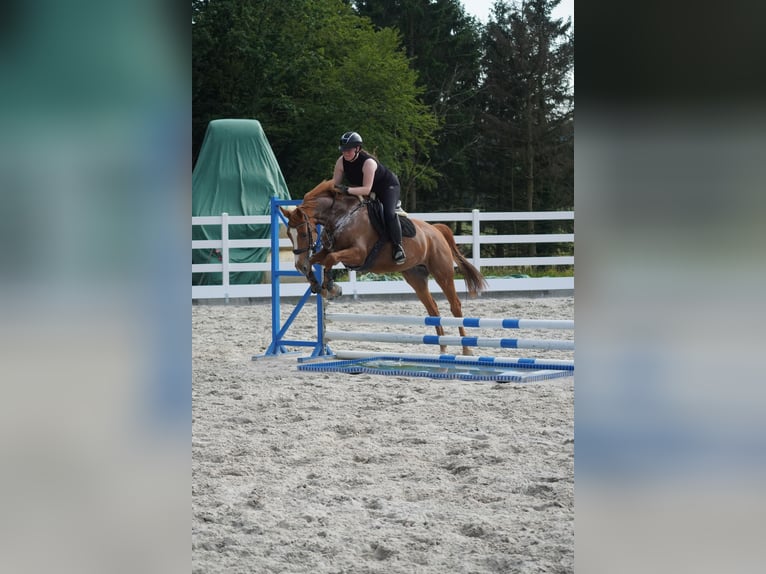 KWPN Giumenta 8 Anni 165 cm Sauro in Nettersheim