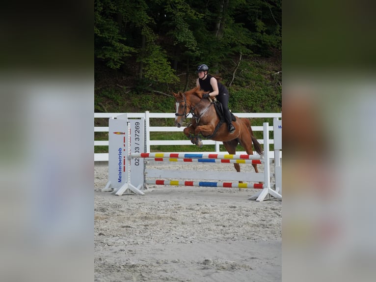 KWPN Giumenta 8 Anni 165 cm Sauro in Nettersheim