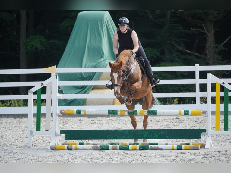 KWPN Giumenta 8 Anni 165 cm Sauro in Nettersheim