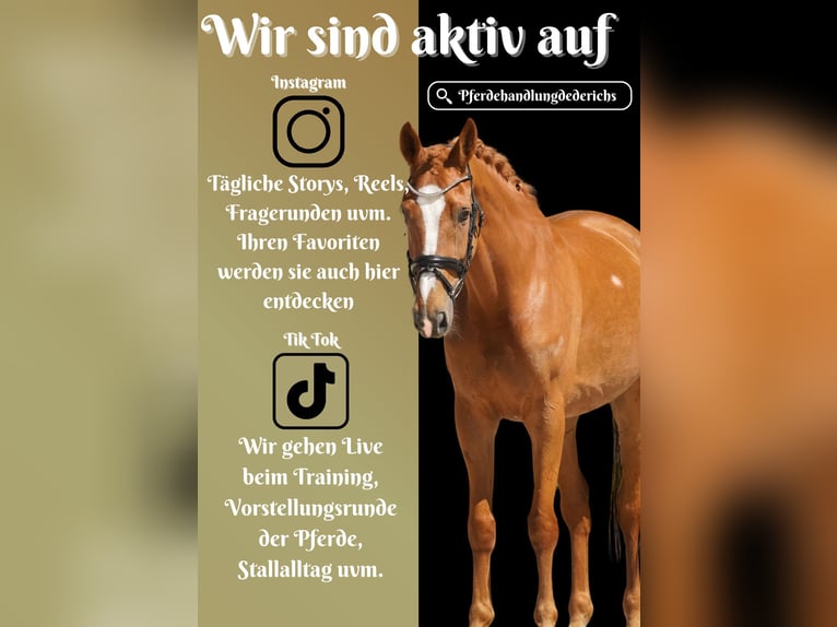 KWPN Giumenta 8 Anni 165 cm Sauro in Nettersheim