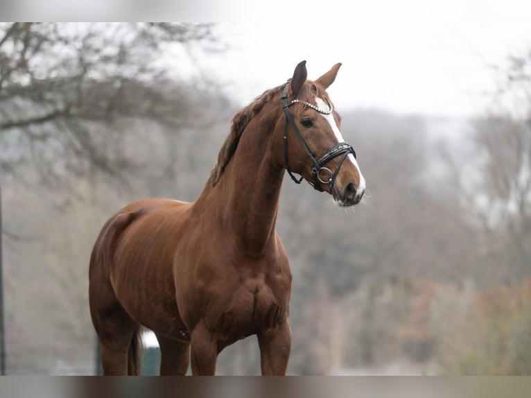 KWPN Giumenta 8 Anni 166 cm Sauro in Windhagen
