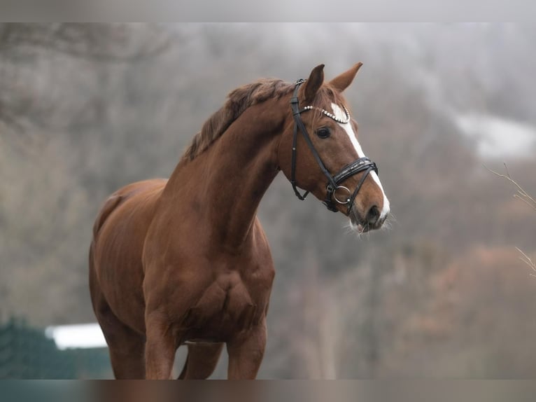 KWPN Giumenta 8 Anni 166 cm Sauro in Windhagen