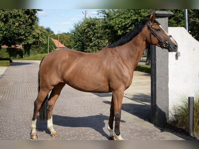 KWPN Giumenta 8 Anni 167 cm Baio in Veerle