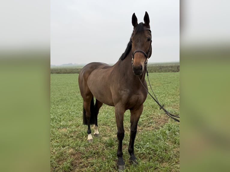 KWPN Giumenta 8 Anni 167 cm Baio in Geilenkirchen