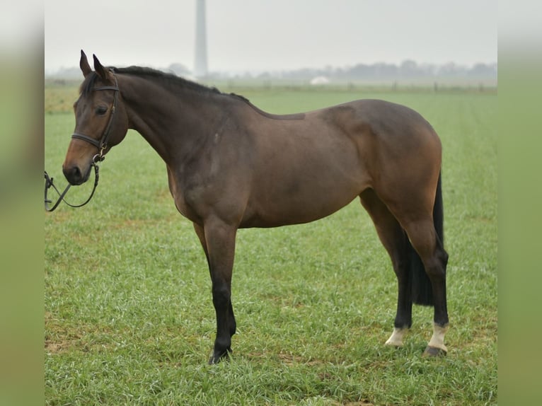 KWPN Giumenta 8 Anni 167 cm Baio in Geilenkirchen