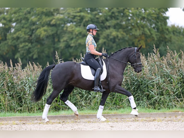 KWPN Giumenta 8 Anni 167 cm Baio nero in Haaksbergen