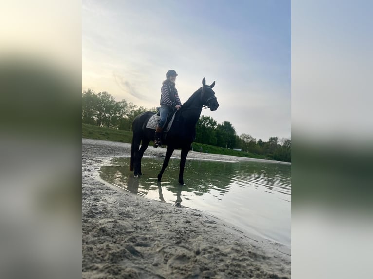 KWPN Giumenta 8 Anni 167 cm Morello in Schildwolde