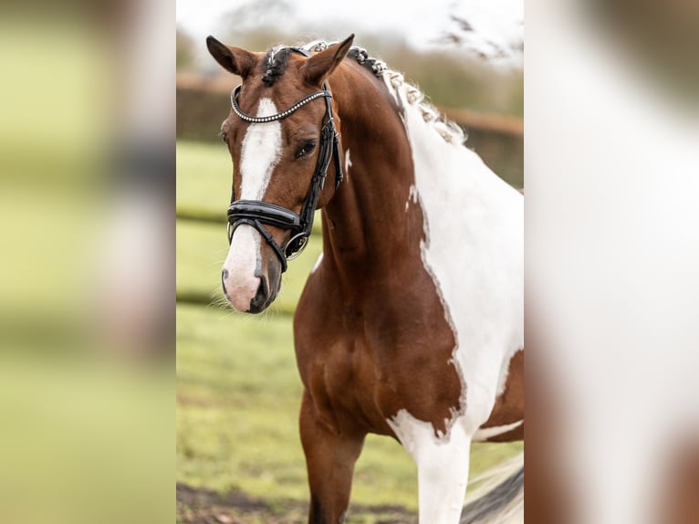 KWPN Giumenta 8 Anni 167 cm Pezzato in Moergestel