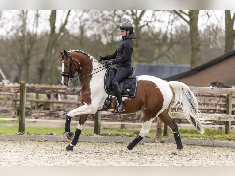 KWPN Giumenta 8 Anni 167 cm Pezzato in Moergestel