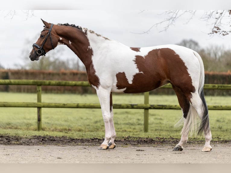 KWPN Giumenta 8 Anni 167 cm Pezzato in Moergestel