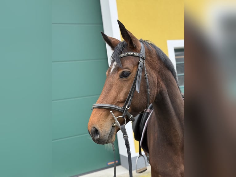 KWPN Giumenta 8 Anni 168 cm Baio scuro in Neuhofen An Der Ybbs