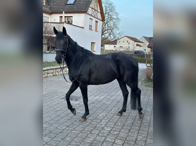 KWPN Giumenta 8 Anni 168 cm Morello in Treuchtlingen