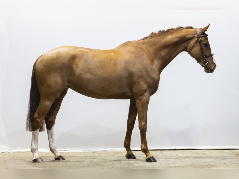 KWPN Giumenta 8 Anni 169 cm  in Waddinxveen