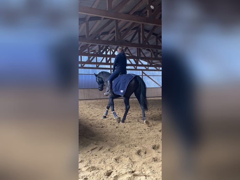 KWPN Giumenta 8 Anni 170 cm Baio scuro in Niederpr&#xFC;m
