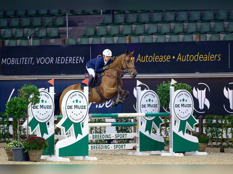 KWPN Giumenta 8 Anni 170 cm Baio scuro in M&#xF6;nchengladbach