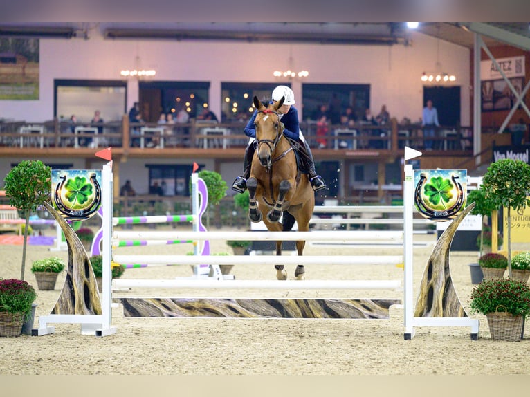 KWPN Giumenta 8 Anni 170 cm Baio scuro in M&#xF6;nchengladbach